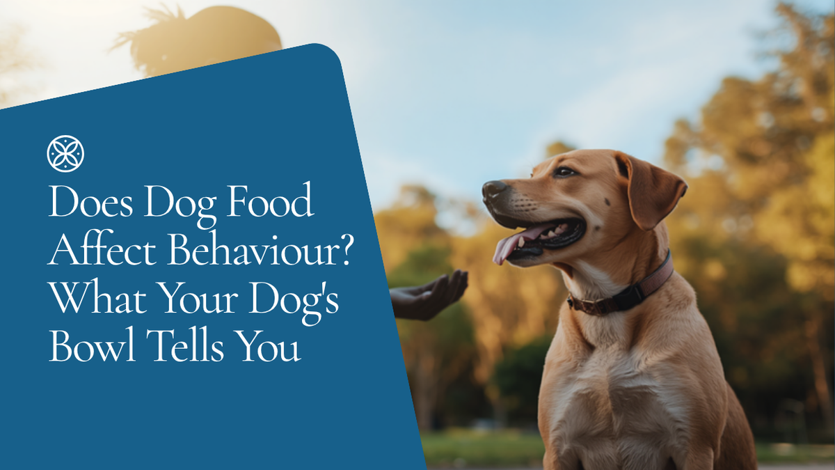 Walkys Dog Training Academy blog: Does Dog Food Affect Behaviour? What Your Dog's Bowl Tells You