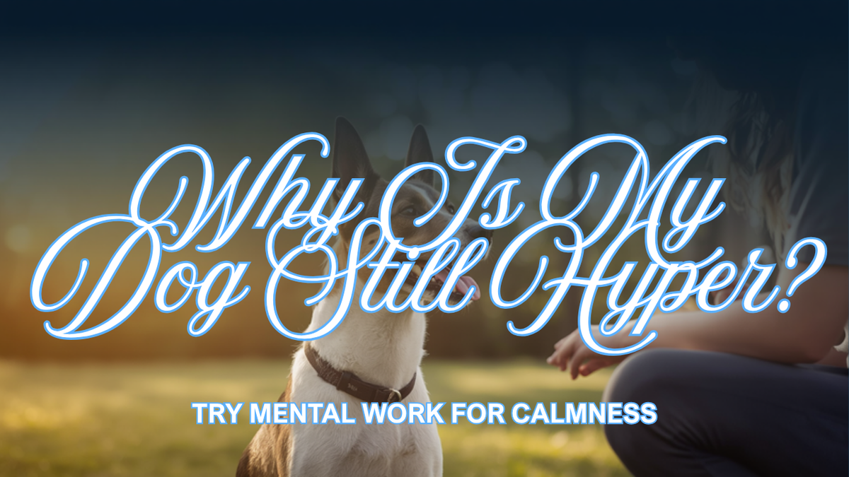 Walkys Dog Training Academy blog: Why Is My Dog Still Hyper After a Long Walk? Try Mental Work