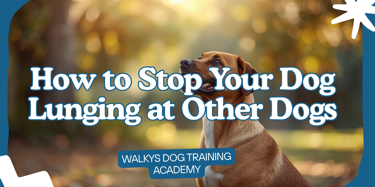 Walkys Dog Training Academy blog: How to Stop Your Dog Lunging at Other Dogs on Lead