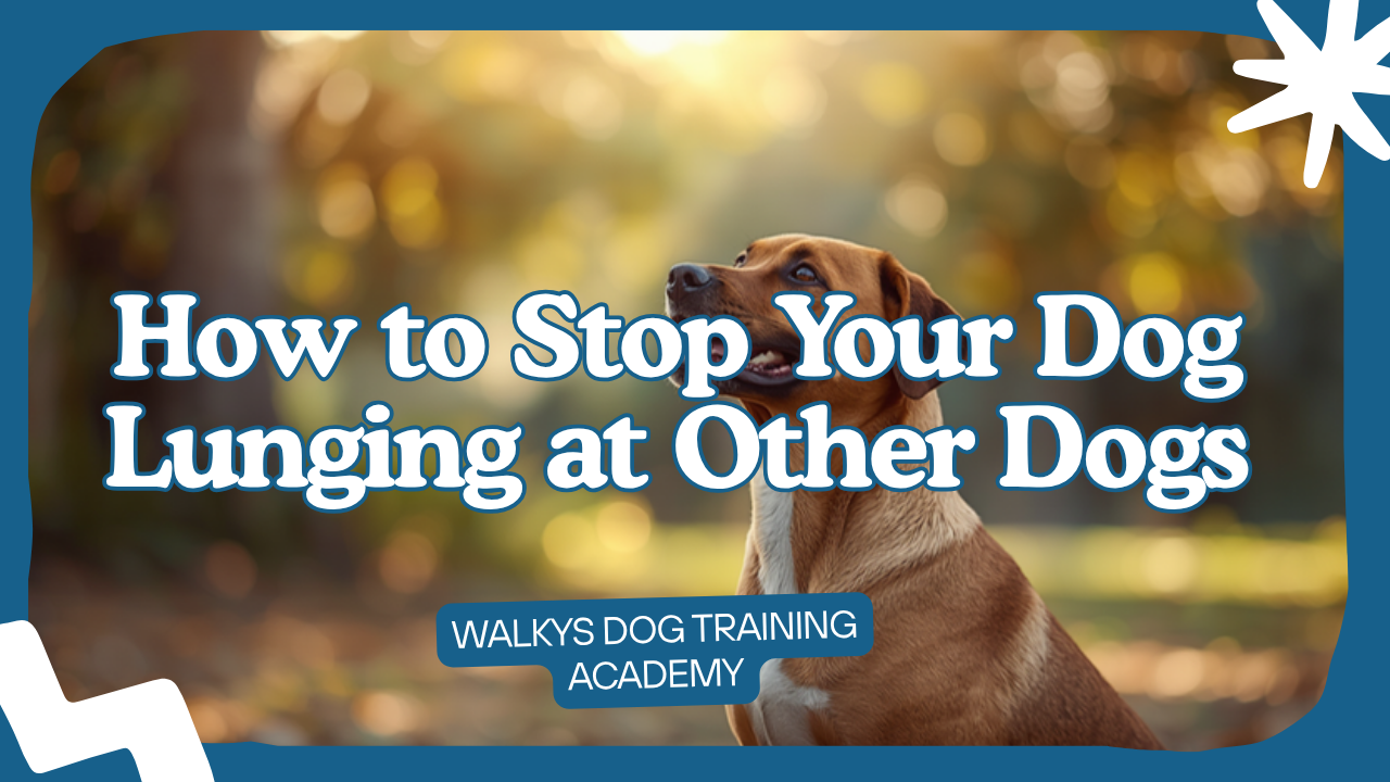 Walkys Dog Training Academy blog: How to Stop Your Dog Lunging at Other Dogs on Lead