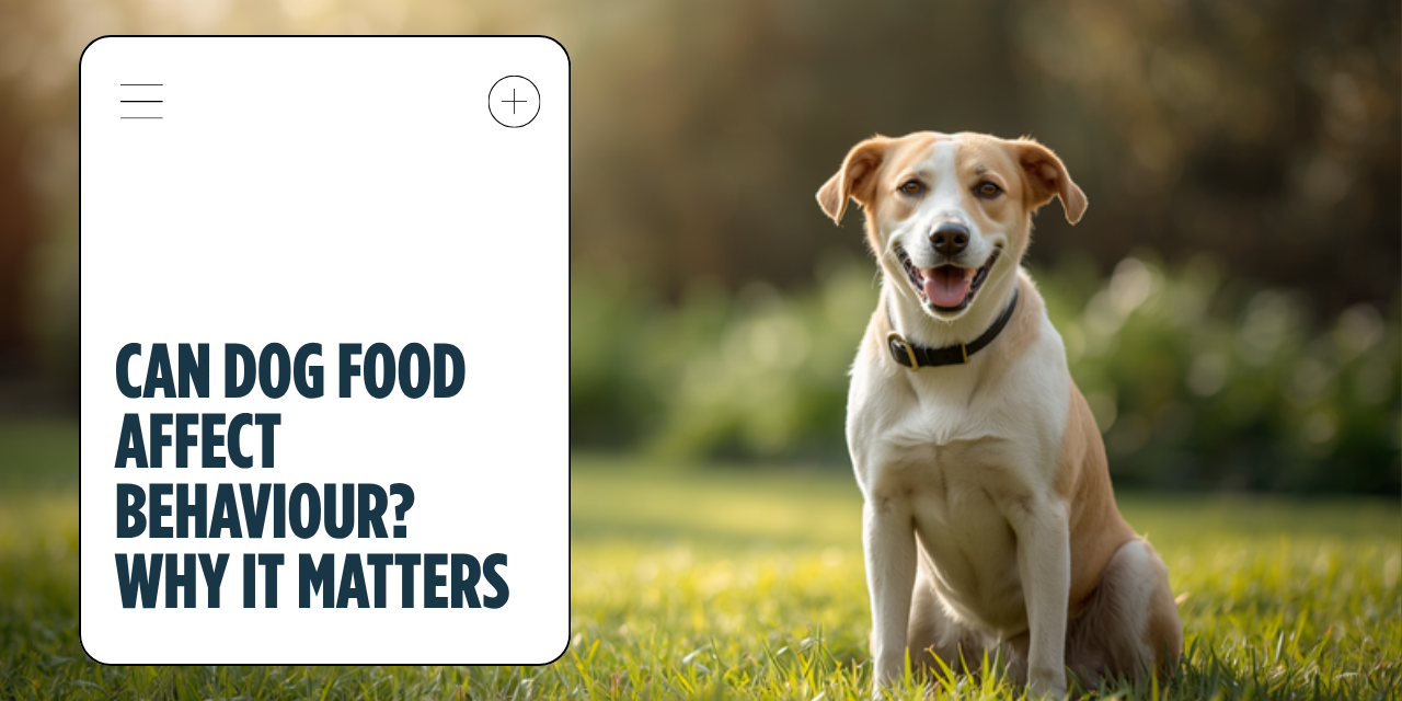 Walkys Dog Training Academy blog: Can Dog Food Affect Behaviour? Why What's in the Bowl Matters
