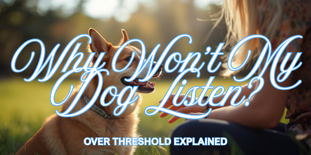 Walkys Dog Training Academy blog: Why Won't My Dog Listen When Excited? Over Threshold Explained