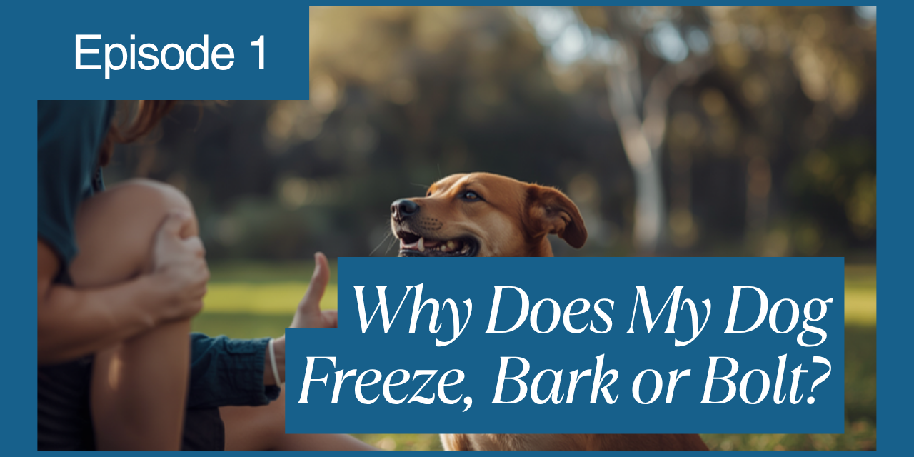 Walkys Dog Training Academy blog: Why Does My Dog Freeze, Bark or Bolt? The 4 Stress Responses