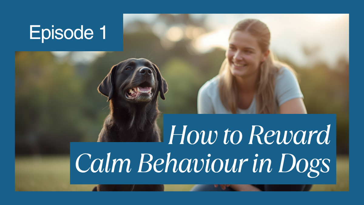 Walkys Dog Training Academy blog: How to Reward Calm Behaviour in Dogs (Most Owners Miss It)