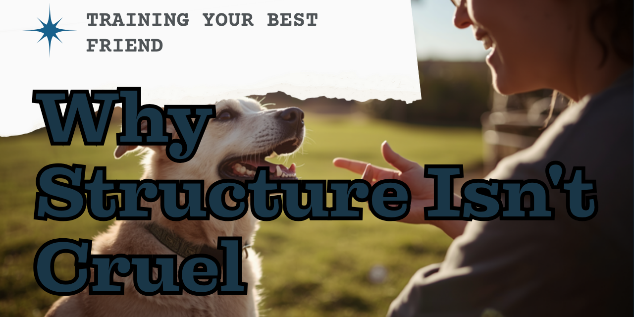 Walkys Dog Training Academy blog: Why Structure Isn't Cruel: How Routine Helps Your Dog Feel Safe