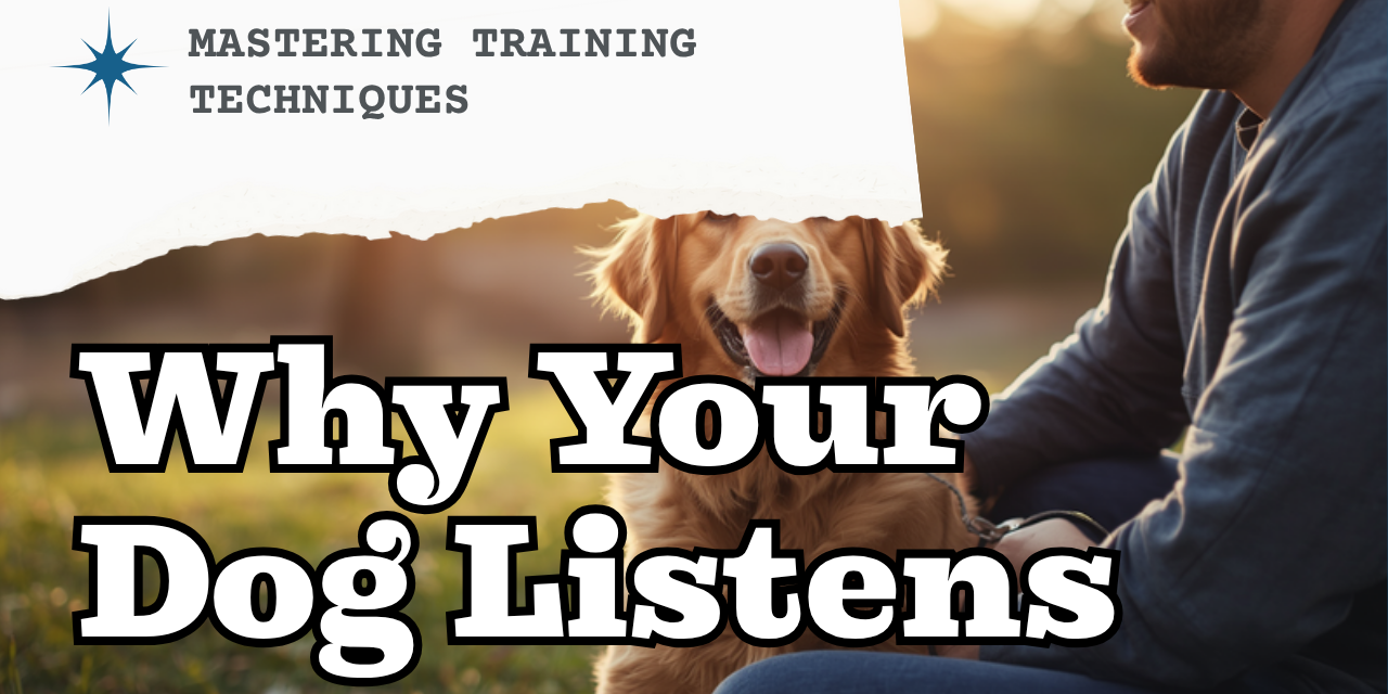 Walkys Dog Training Academy blog: Why Your Dog Listens at Home But Ignores You at the Park