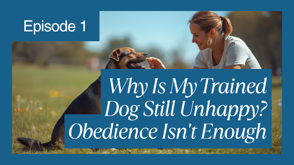 Walkys Dog Training Academy blog: Why Is My Trained Dog Still Unhappy? Obedience Isn't Enough