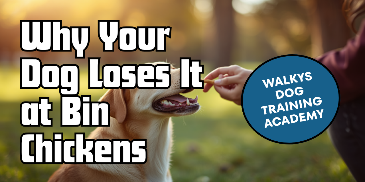 Walkys Dog Training Academy blog: Why Your Dog Loses It at Bin Chickens (And What to Do About It)