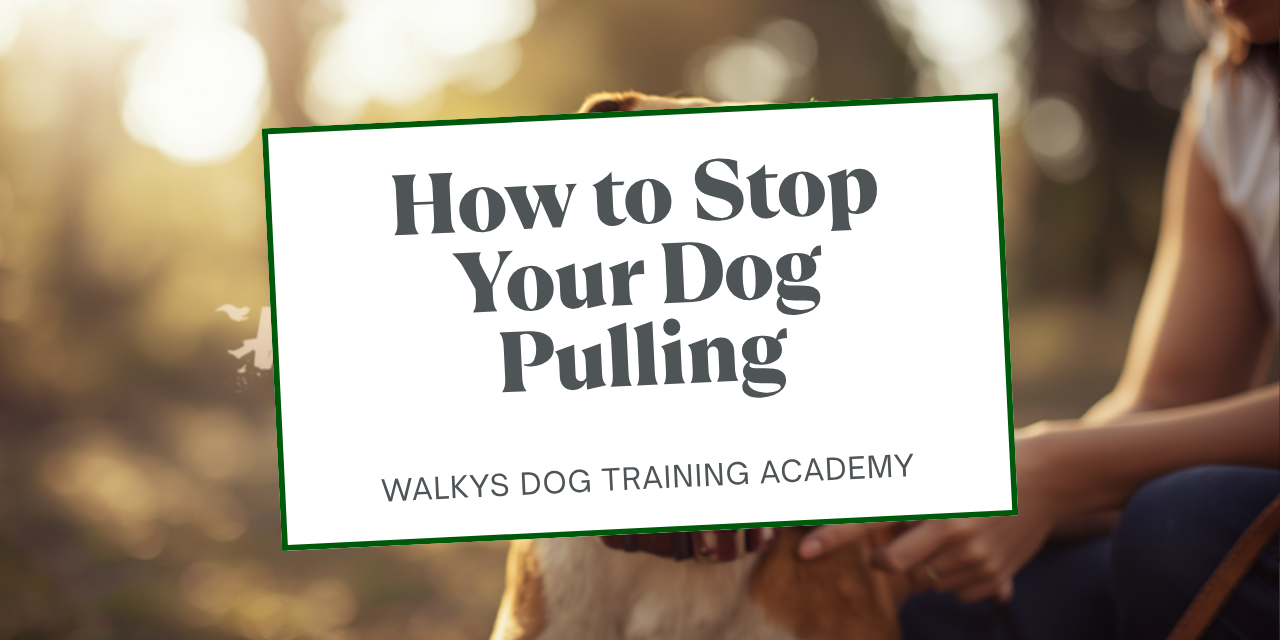Walkys Dog Training Academy blog: How to Stop Your Dog Pulling on the Leash: The Turn Away Method