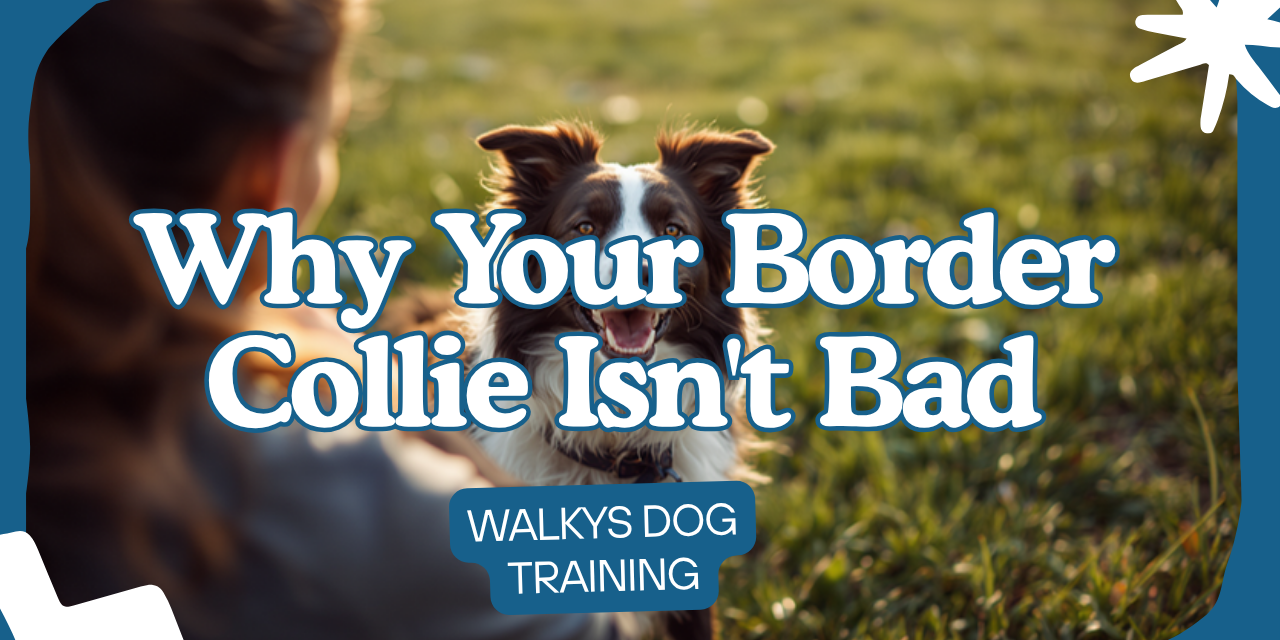 Walkys Dog Training Academy blog: Why Your Border Collie Isn't Bad, Just Bored