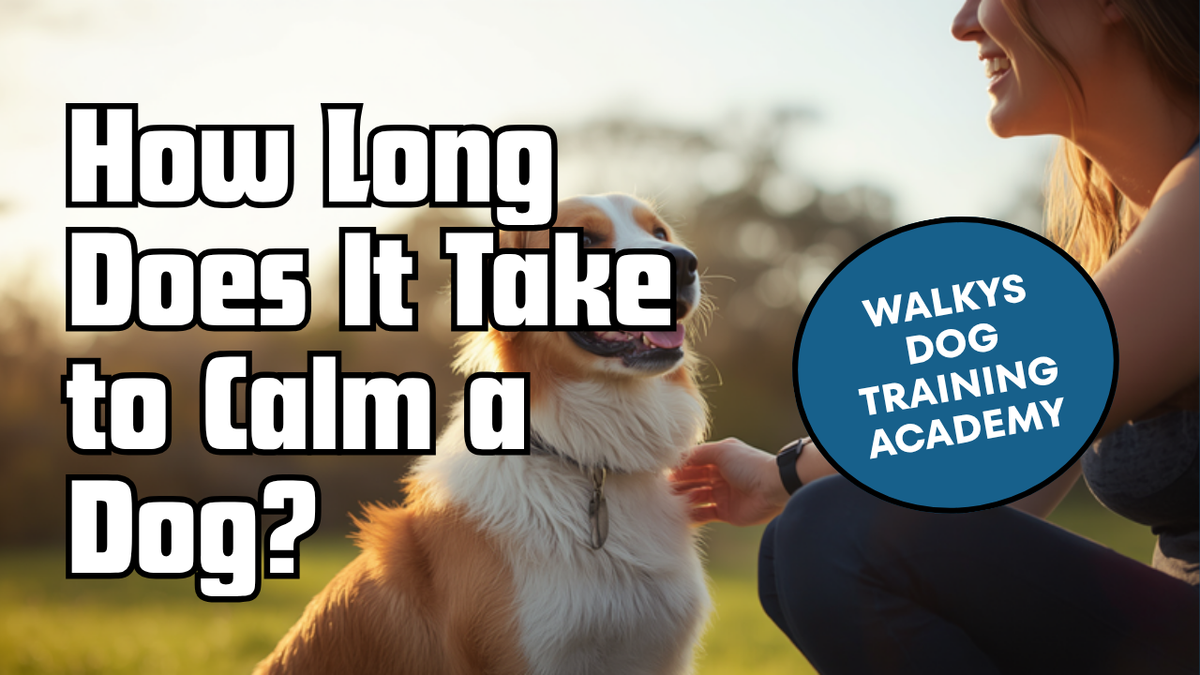 Walkys Dog Training Academy blog: How Long Does It Take to Calm a Dog? Your 30 Day Plan