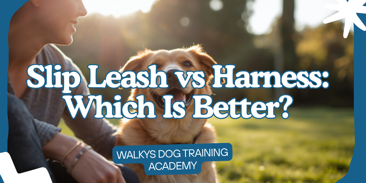 Walkys Dog Training Academy blog: Slip Leash vs Harness: Which Is Better for Walking Your Dog?