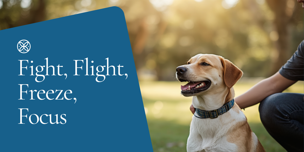 Walkys Dog Training Academy blog: Fight, Flight, Freeze, Focus: The 4 Modes Your Dogs Brain Runs In