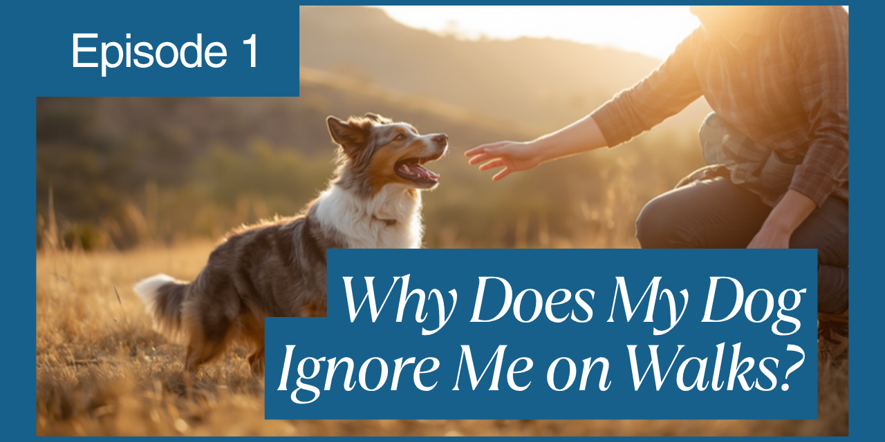 Walkys Dog Training Academy blog: Why Does My Dog Ignore Me on Walks? (And How to Fix It)