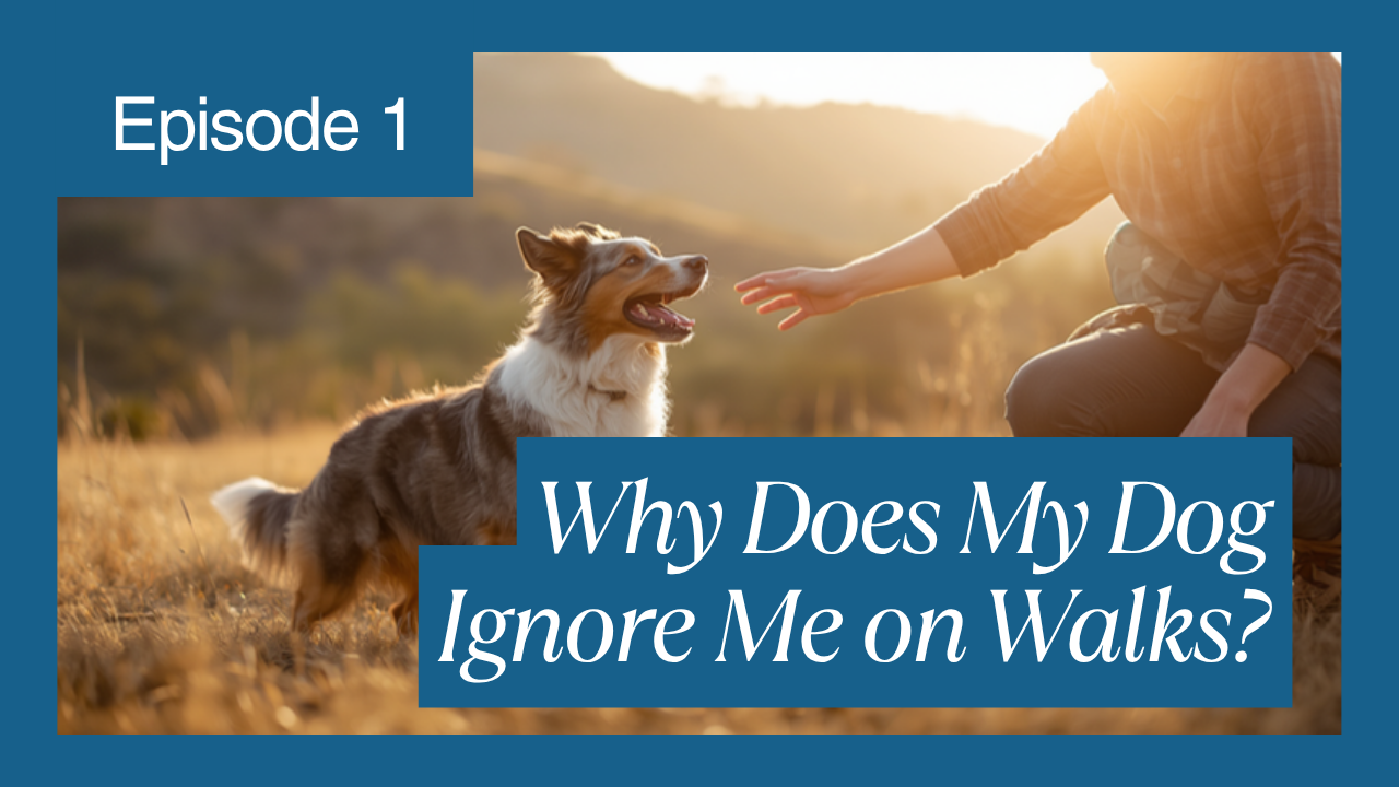 Walkys Dog Training Academy blog: Why Does My Dog Ignore Me on Walks? (And How to Fix It)