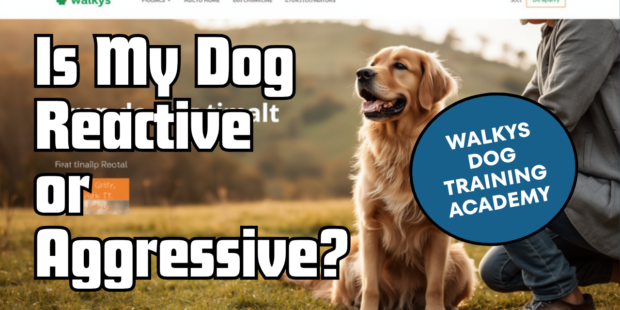 Walkys Dog Training Academy blog: Is My Dog Reactive or Aggressive? How to Tell the Difference