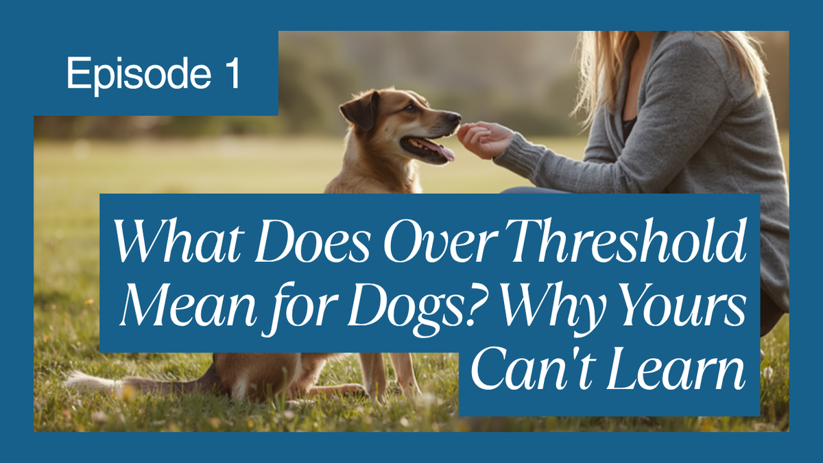 Walkys Dog Training Academy blog: What Does Over Threshold Mean for Dogs? Why Yours Can't Learn