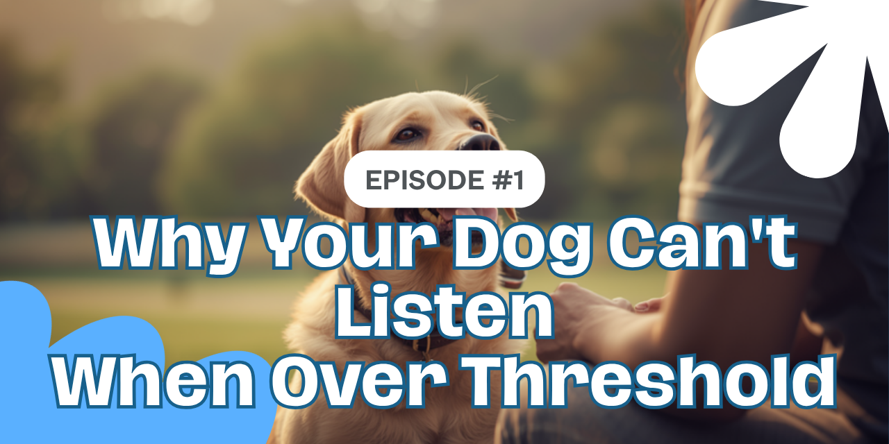 Walkys Dog Training Academy blog: Why Your Dog Can't Listen When Over Threshold (And How to Spot It)