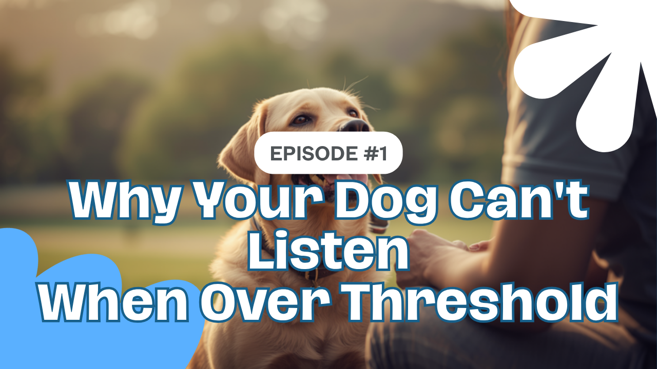 Walkys Dog Training Academy blog: Why Your Dog Can't Listen When Over Threshold (And How to Spot It)