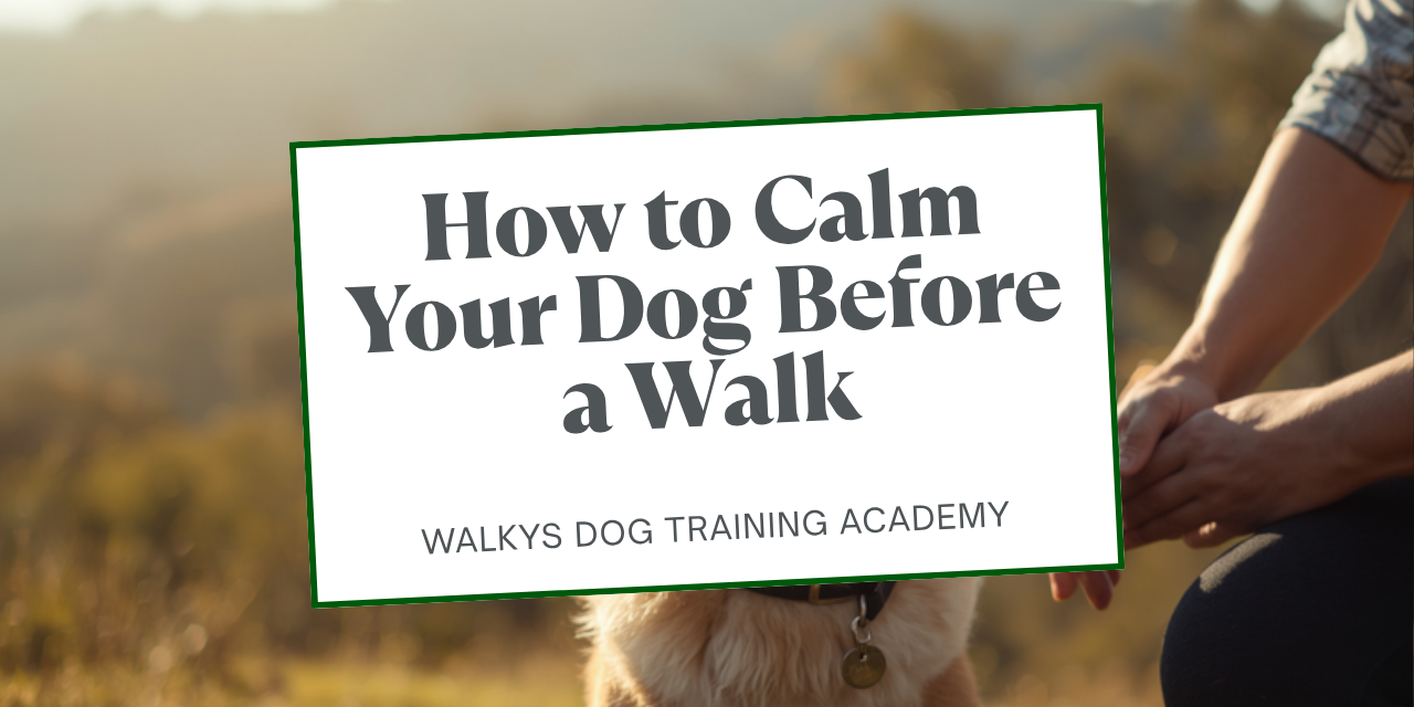 Walkys Dog Training Academy blog: How to Calm Your Dog Before a Walk: The 3 Metre Rule