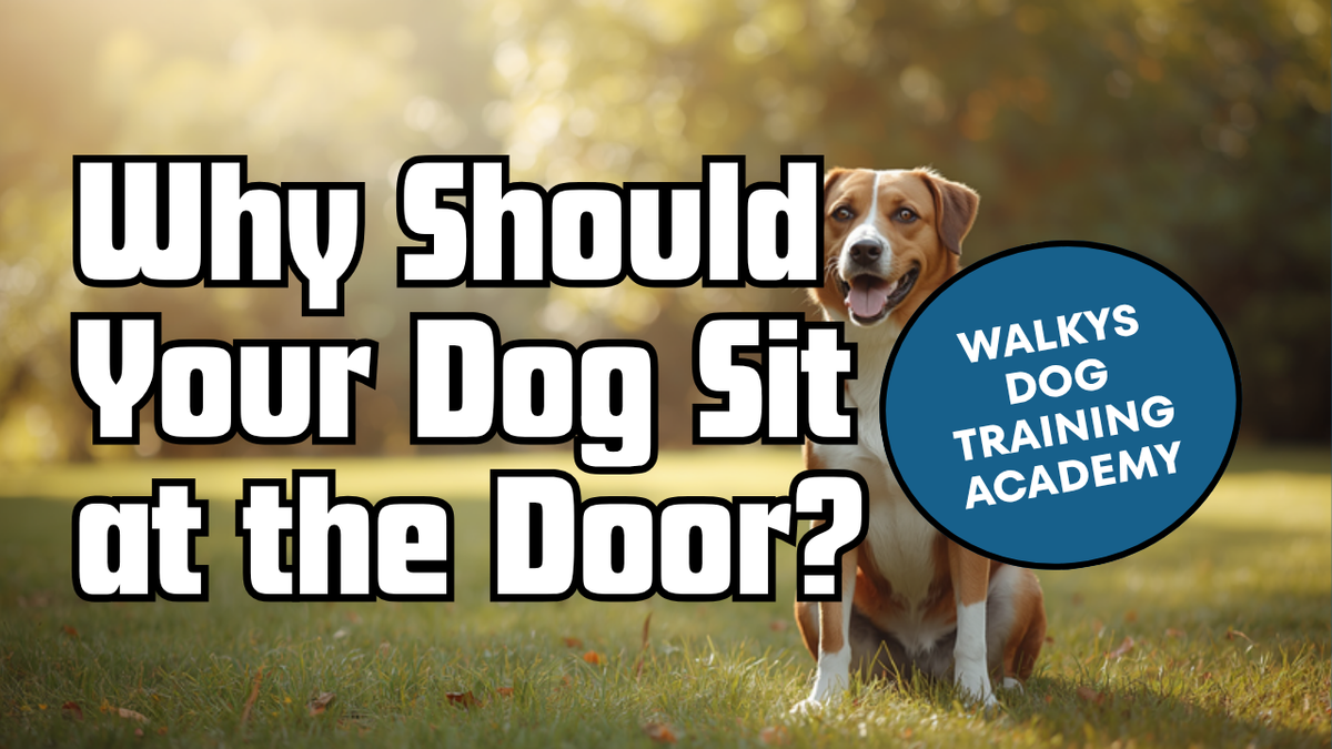 Walkys Dog Training Academy blog: Why Should Your Dog Sit at the Door Before Every Walk?