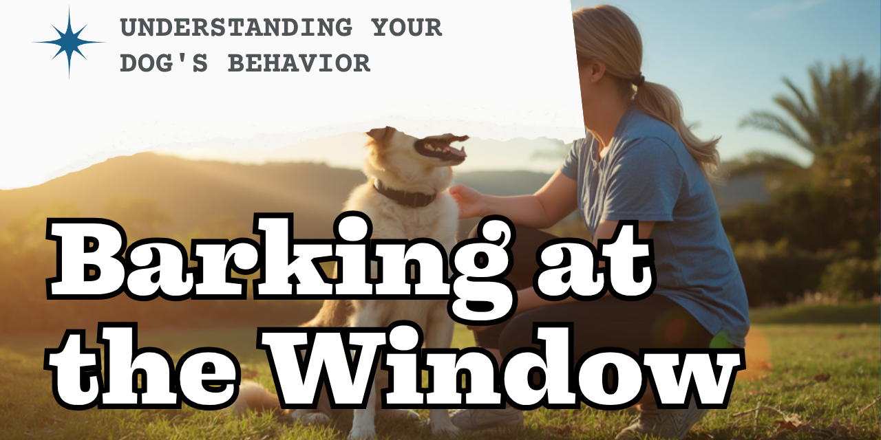 Walkys Dog Training Academy blog: Why Your Dog Barks at the Window (And How Place Training Fixes It)