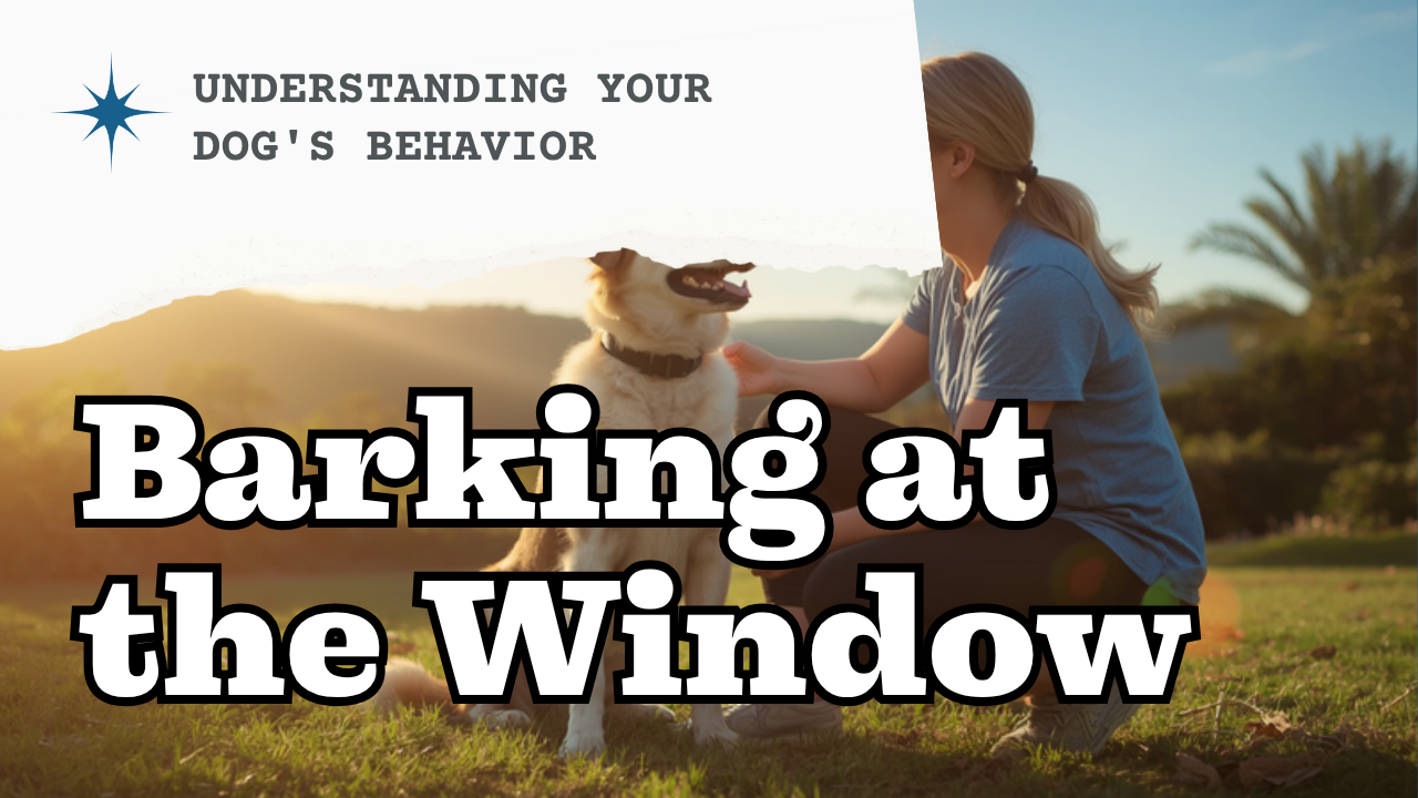 Walkys Dog Training Academy blog: Why Your Dog Barks at the Window (And How Place Training Fixes It)