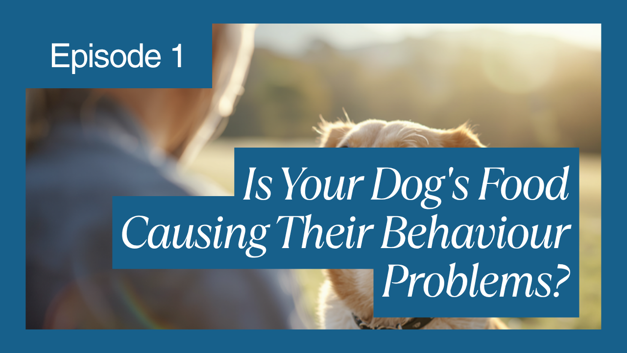 Walkys Dog Training Academy blog: Is Your Dog's Food Causing Their Behaviour Problems?