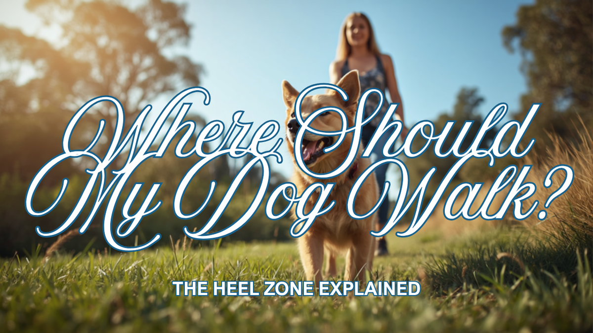 Walkys Dog Training Academy blog: Where Should My Dog Walk on a Lead? The Heel Zone Explained