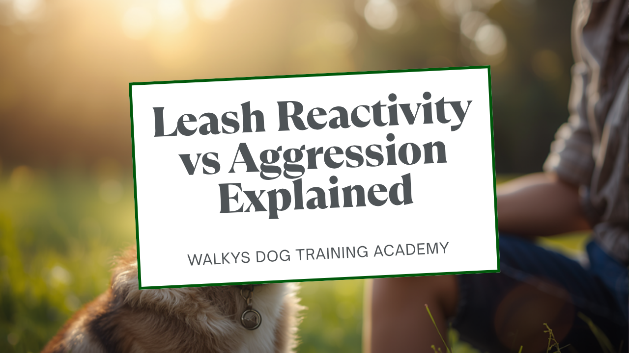Walkys Dog Training Academy blog: Leash Reactivity vs Aggression: How to Tell the Difference