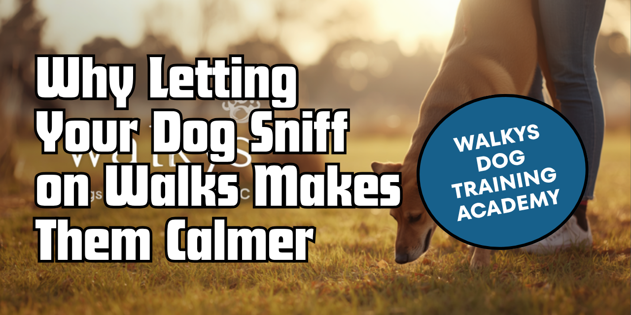 Walkys Dog Training Academy blog: Why Letting Your Dog Sniff on Walks Makes Them Calmer