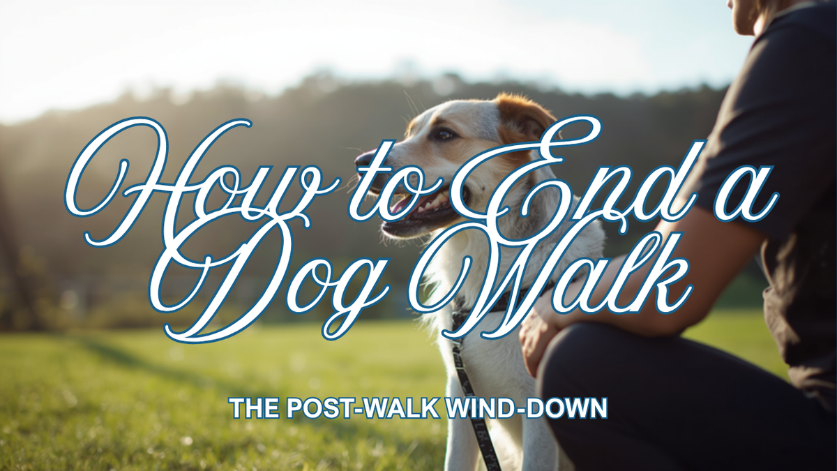 Walkys Dog Training Academy blog: How to End a Dog Walk Properly: The Post-Walk Wind-Down