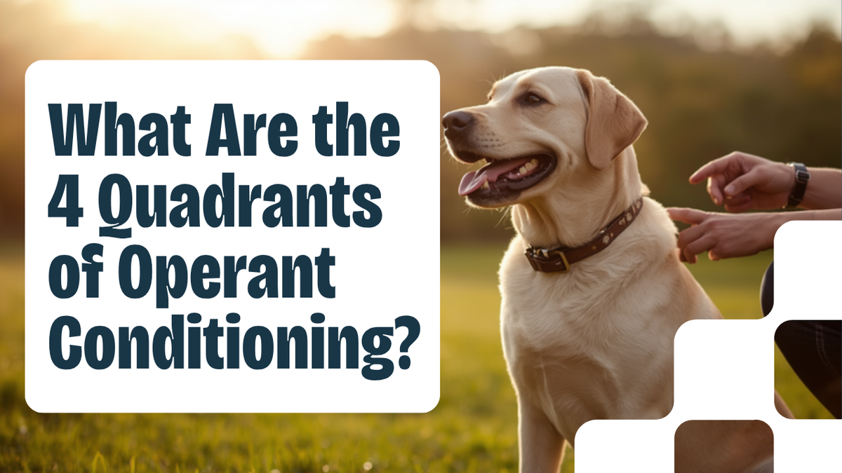 Walkys Dog Training Academy blog: What Are the 4 Quadrants of Operant Conditioning in Dog Training?