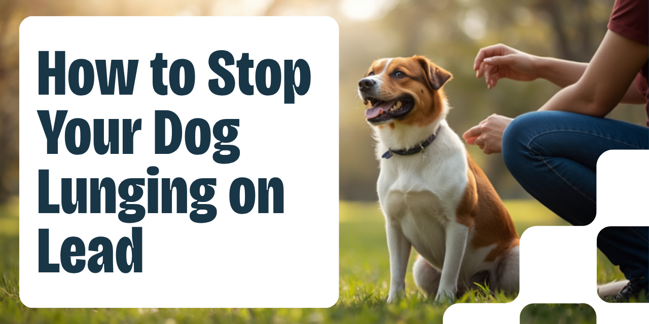Walkys Dog Training Academy blog: How to Stop Your Dog Lunging at Other Dogs on the Lead