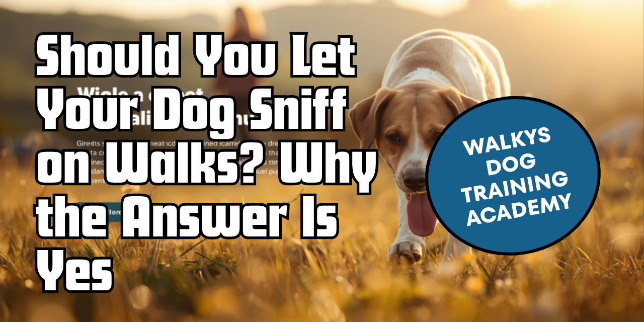 Walkys Dog Training Academy blog: Should You Let Your Dog Sniff on Walks? Why the Answer Is Yes