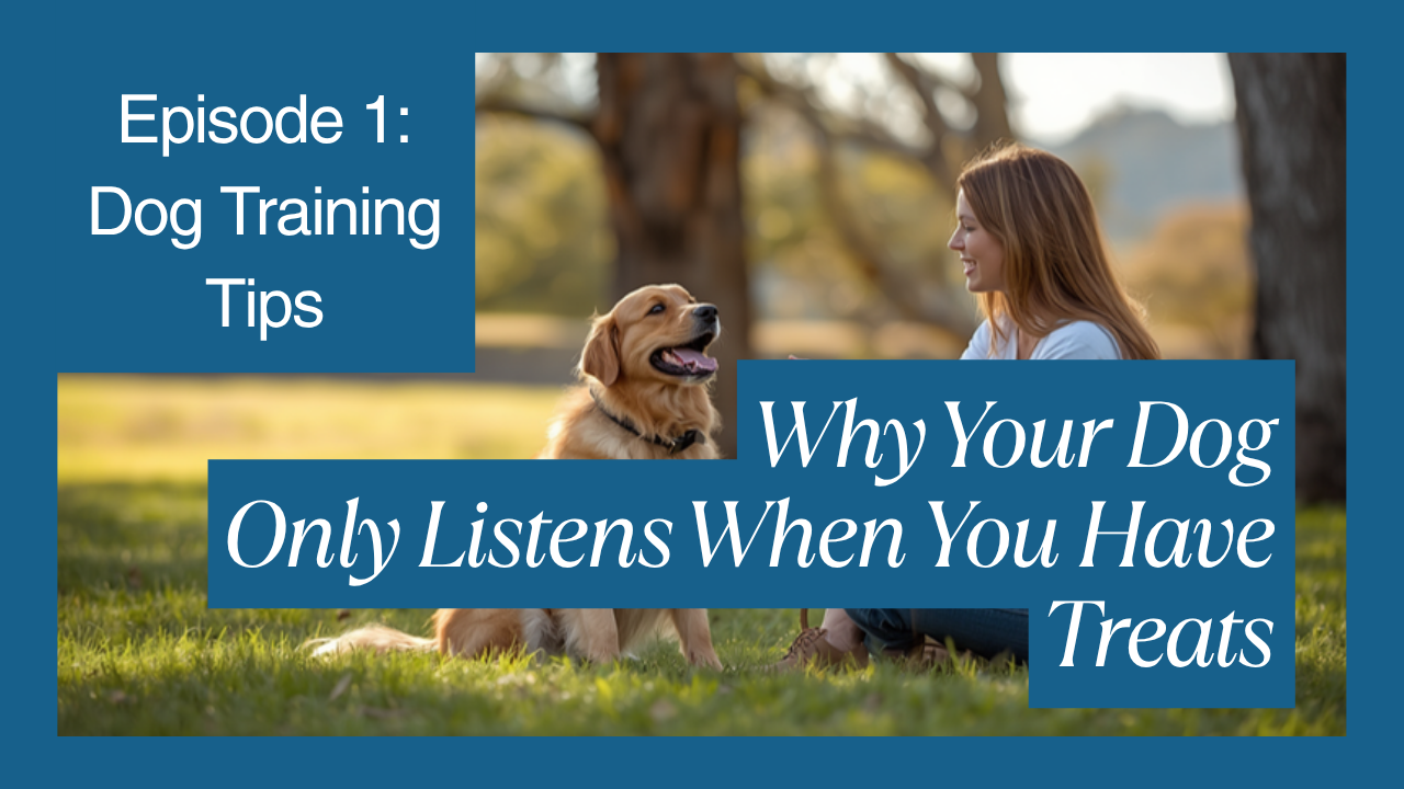 Walkys Dog Training Academy blog: Why Your Dog Only Listens When You Have Treats