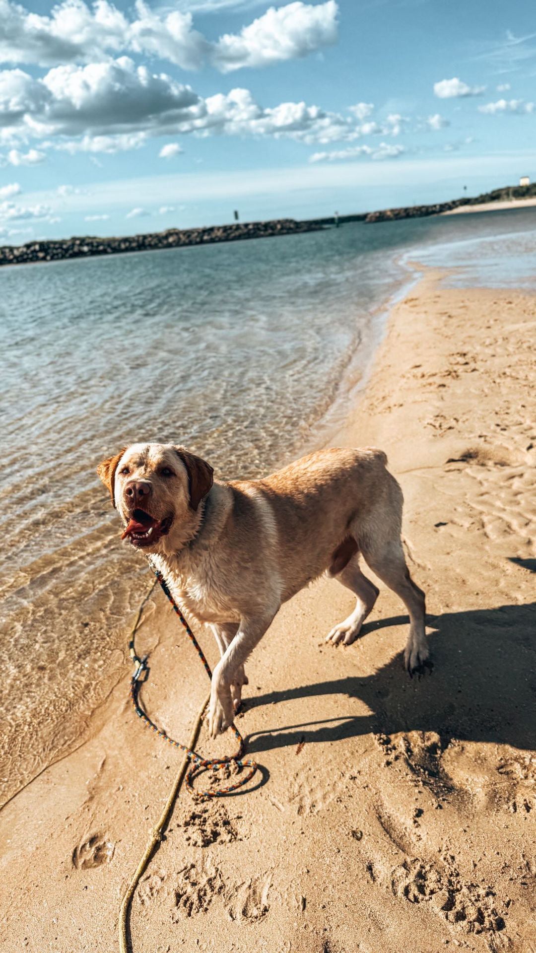 Understanding the Profound Impact of Diet on Dog Behaviour