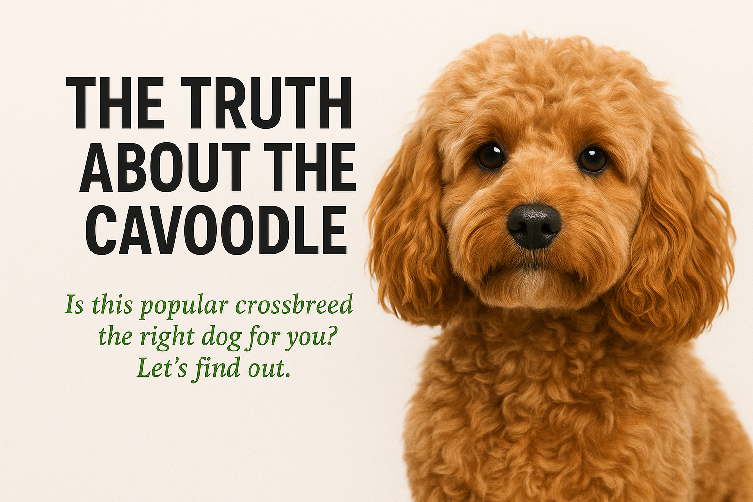 The Truth About the Cavoodle
