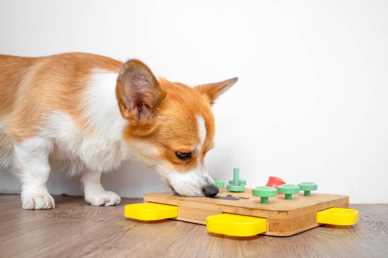 Engaging Indoor Activities for Dogs: Beating Rainy Day Boredom