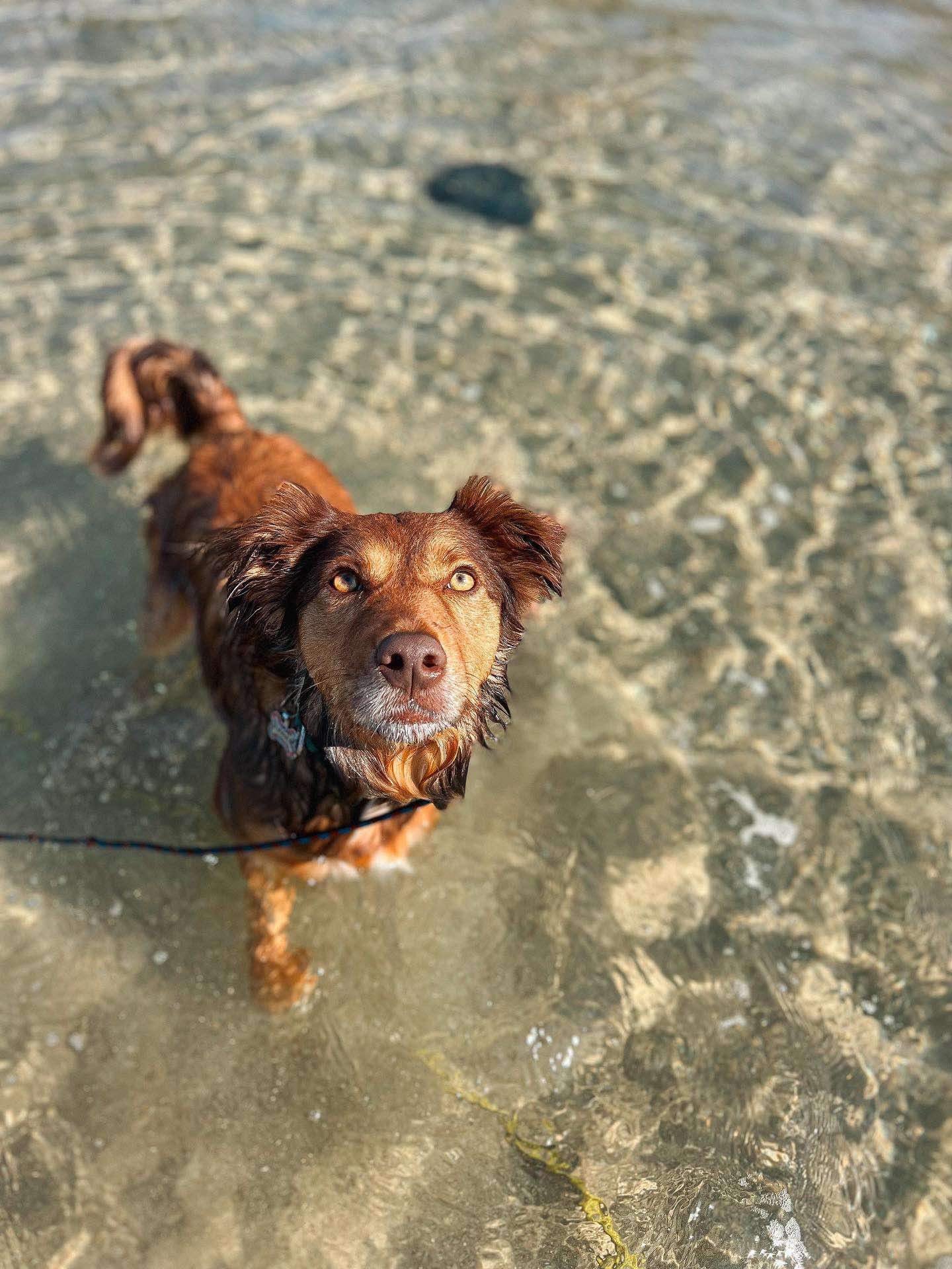 How Walkys Dog Training Academy Transforms Your Dog’s Behaviour and Wellbeing