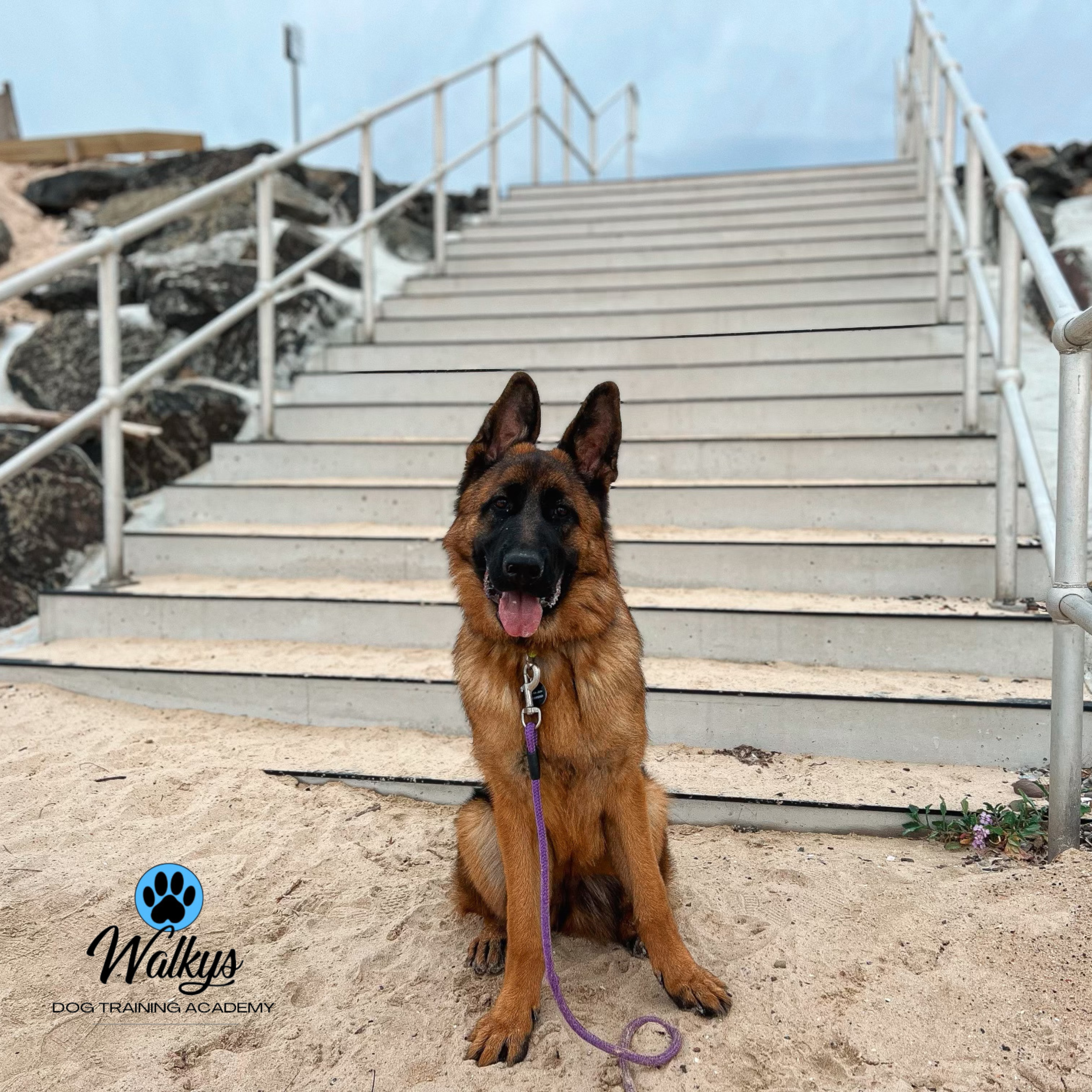 The Strategic Importance of Reward Placement in Dog Training