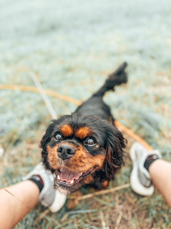 Cavalier looking up at its handler