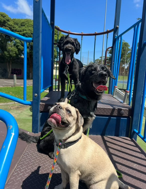 Three Walkys dogs together on the playground