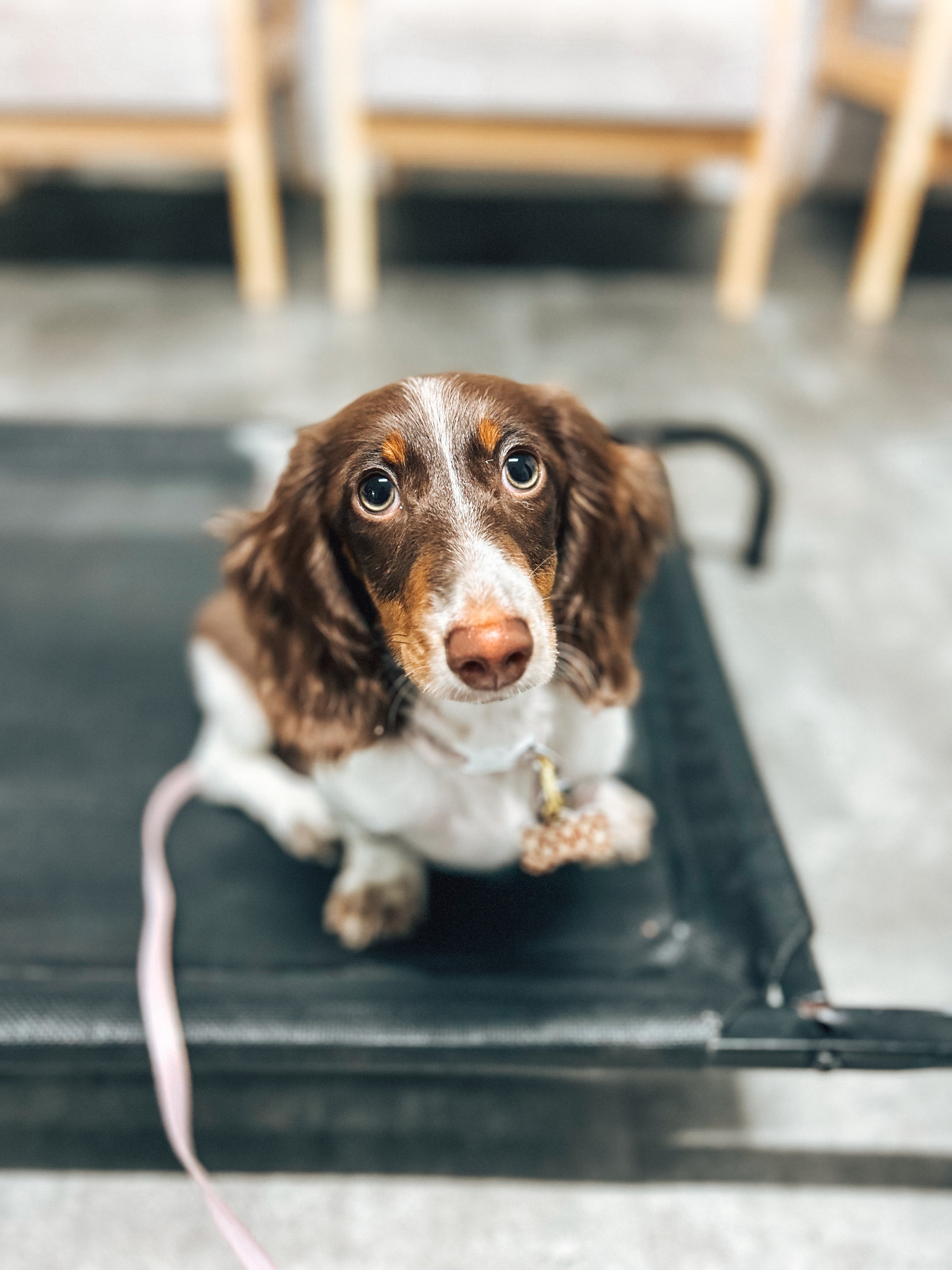 Juvenile Dog Training Class