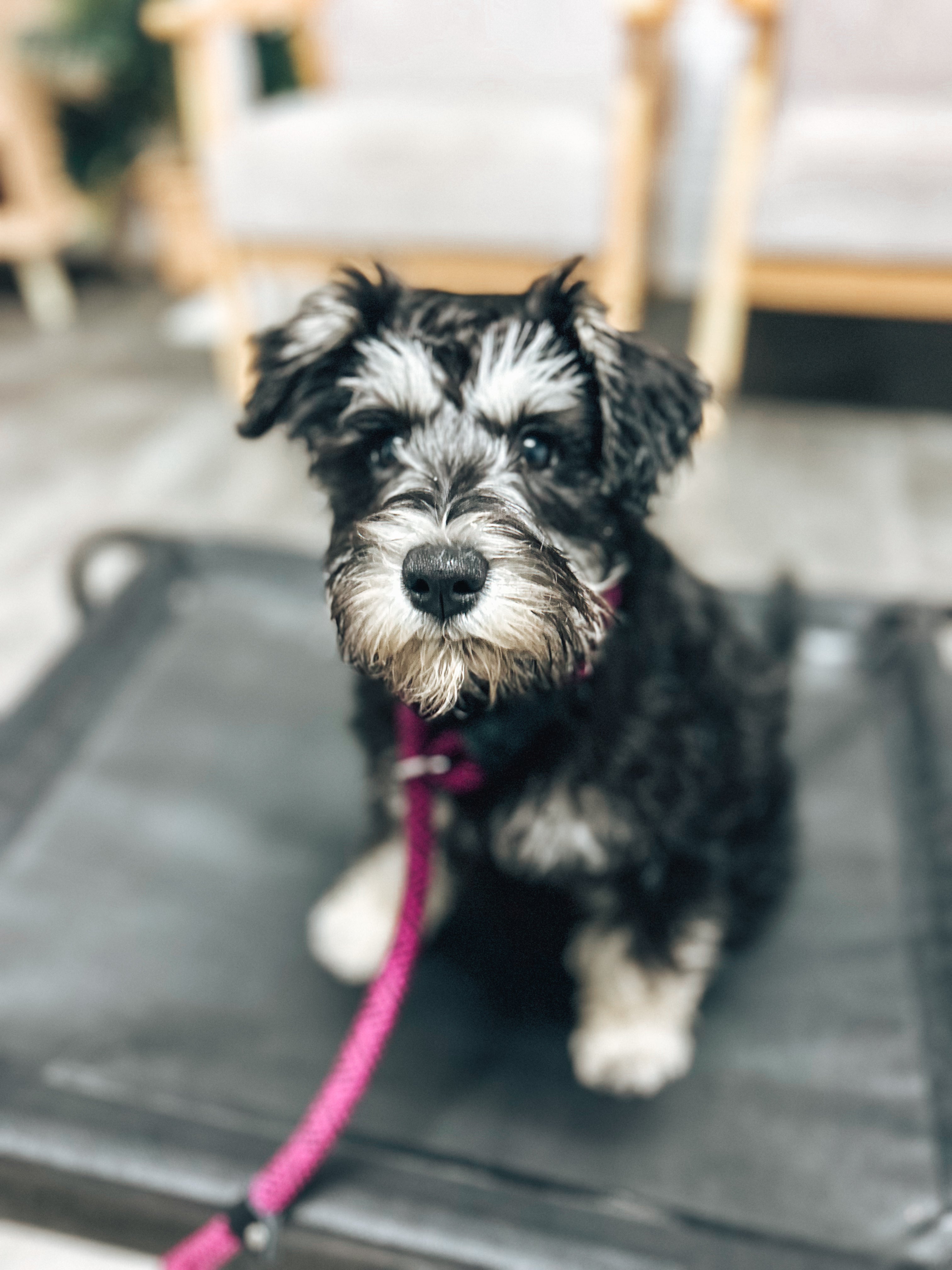 Juvenile Dog Training Class