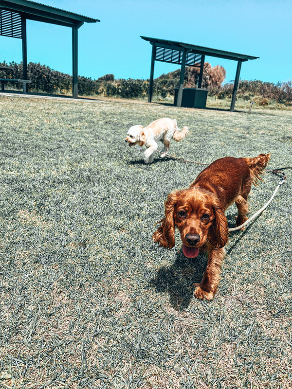 Two dogs out in the park