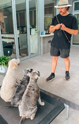 Man standing on a dog ramp with three dogs looking up at him, in a modern indoor setting.