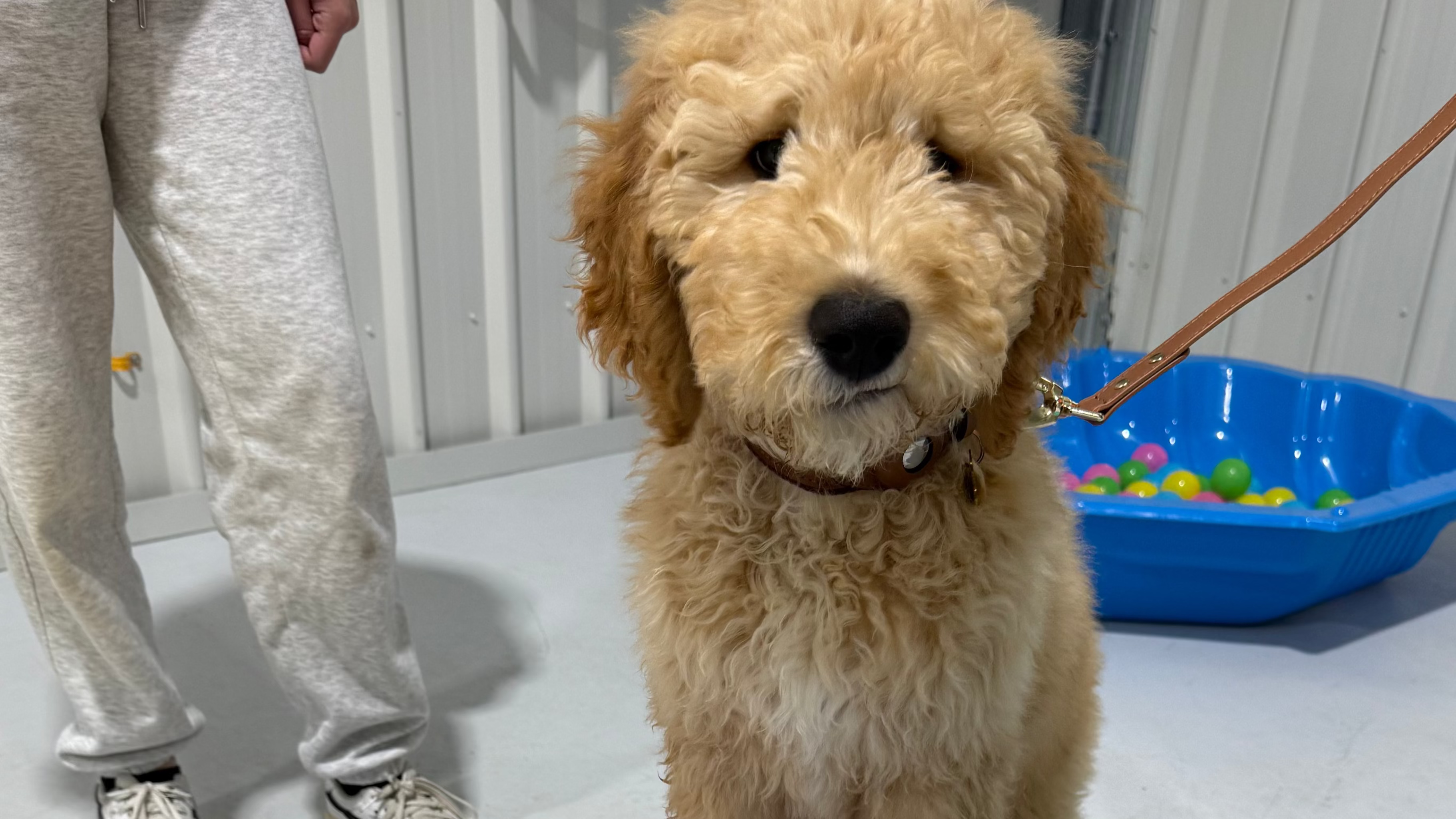 Puppy School