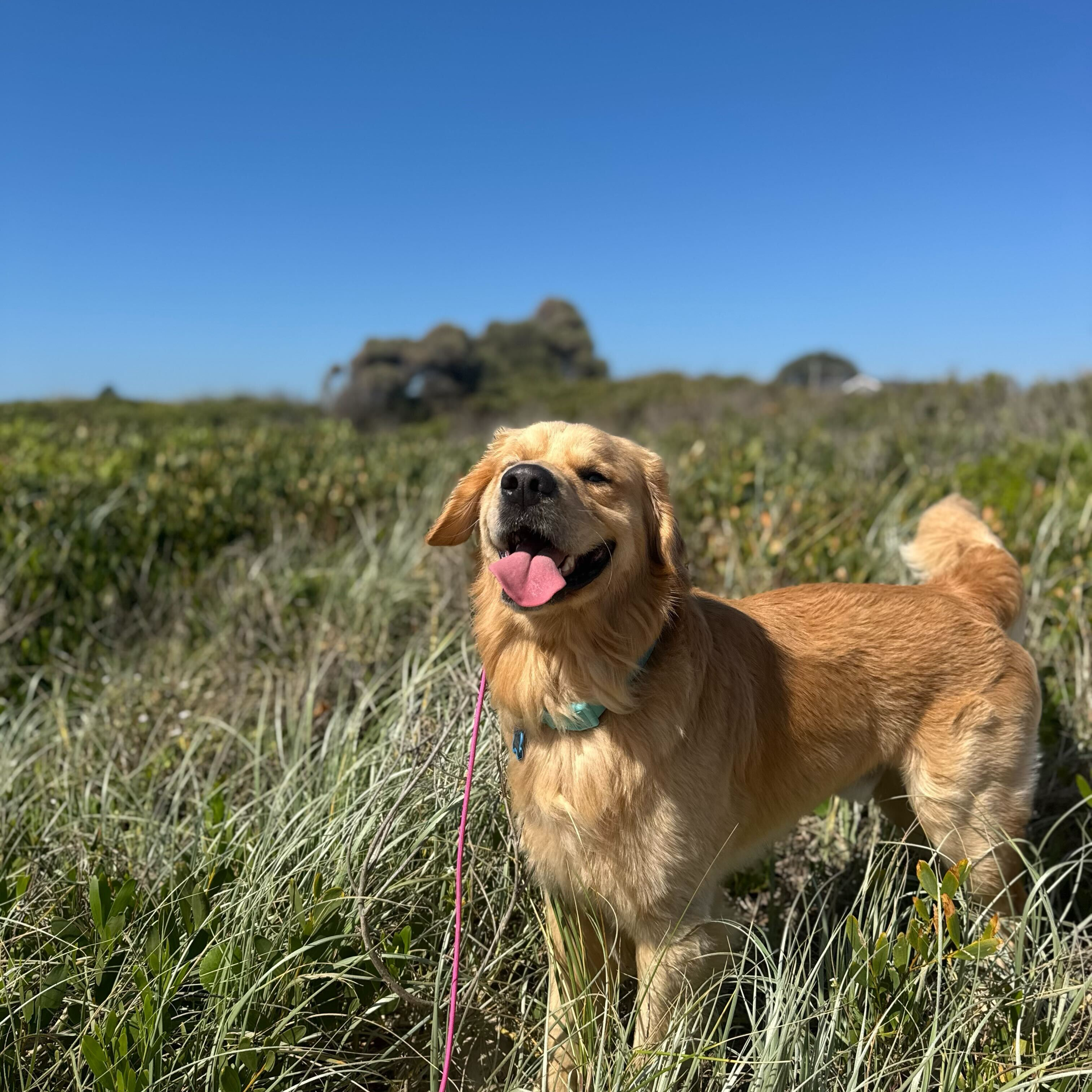 Dog standing in a grassy field with a clear blue sky