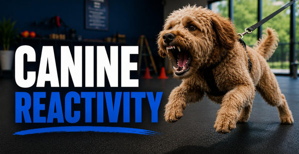 Canine Reactivity